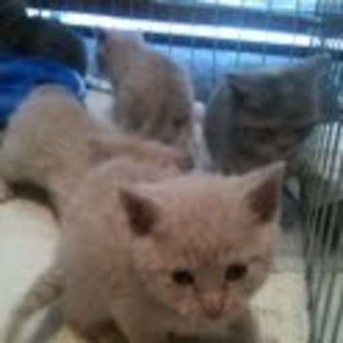 Kitten Love *Adoption Pending*