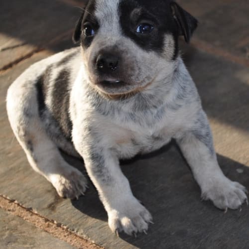 No photo for Spot (D2206)