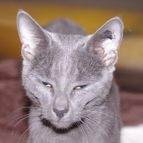 No photo for Serafina