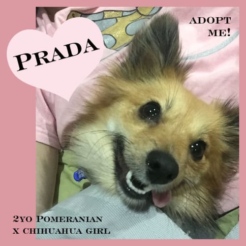 Prada ~ 2yo Pom x Chihuahua (On Trial 23/5/17)