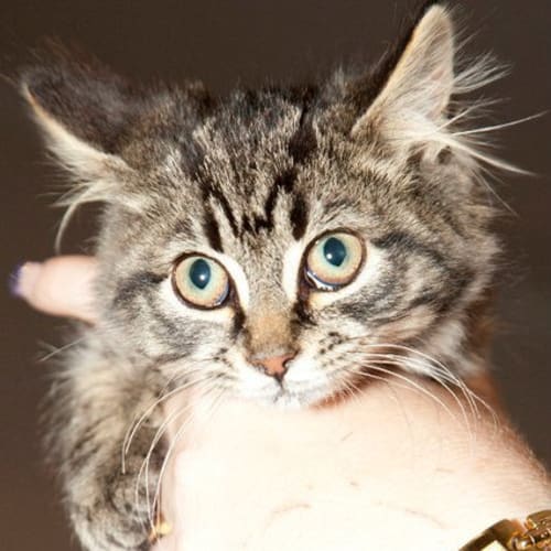No photo for Gizmo