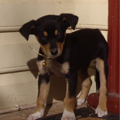 Roxy- Adoption Pending