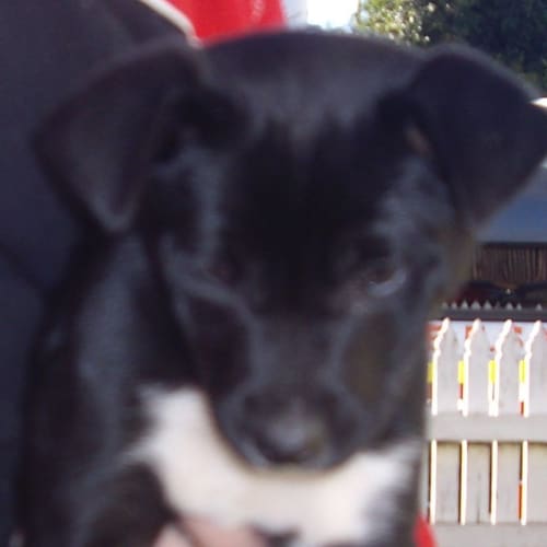 Colli - Adoption Pending