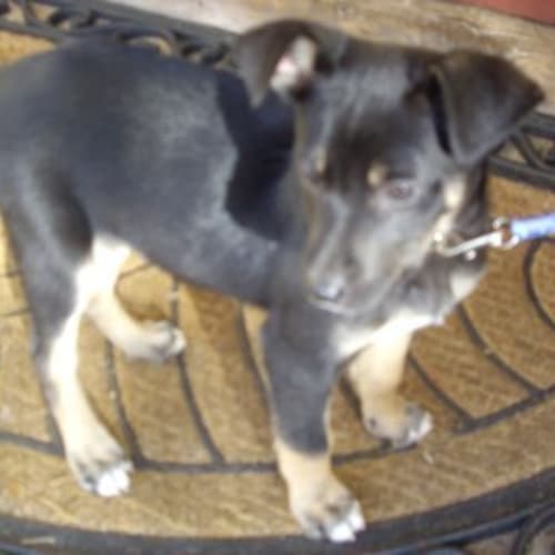 Winnie - Adoption Pending