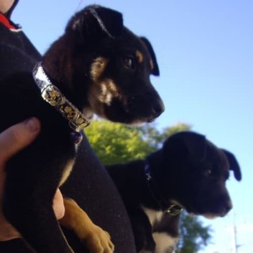 Abbey - Adoption Pending