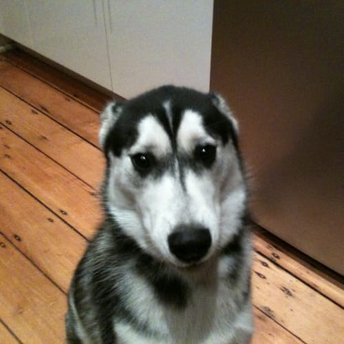 No photo for Duke
