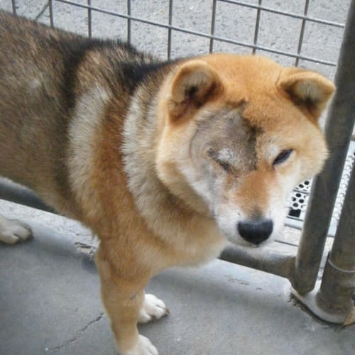 No photo for Shibi