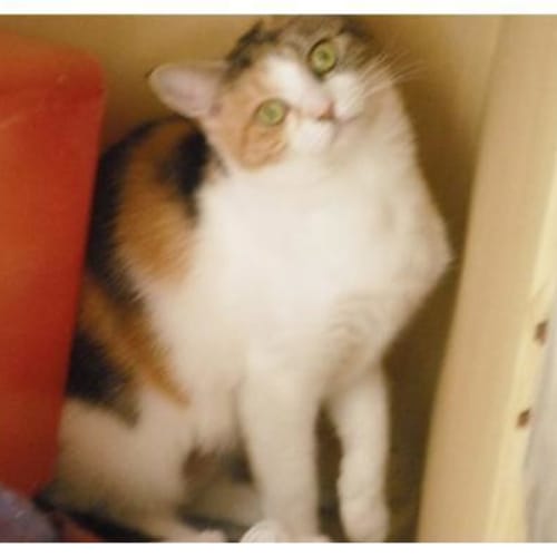 No photo for Sookie