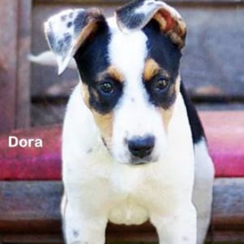 Dora
