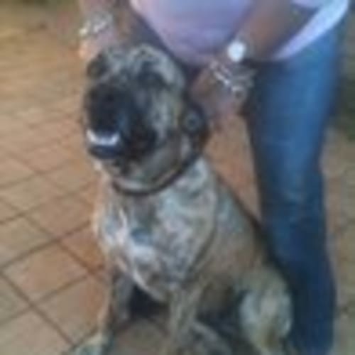 Bella: Foster/Adopt