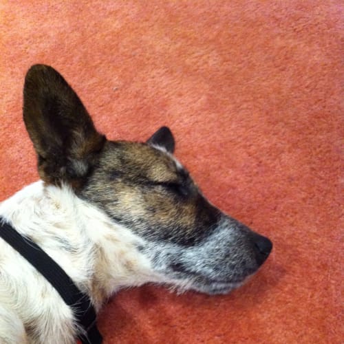 Macca Av200 *Adoption Pending*