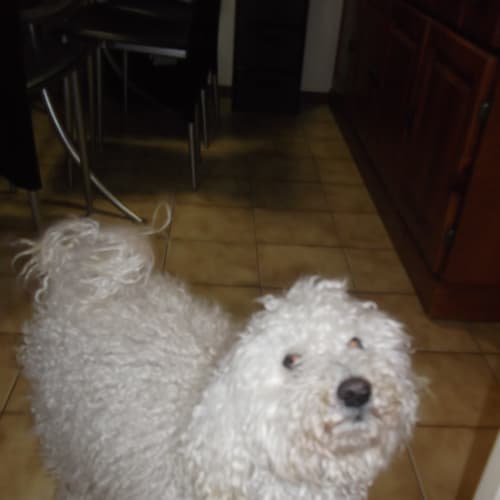 No photo for Woofy 