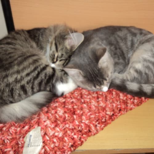 Minka+Minki
