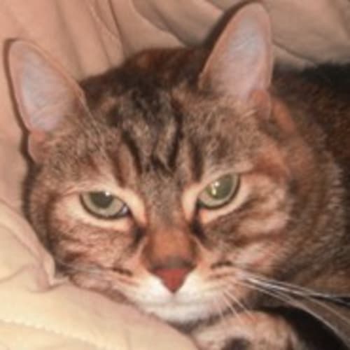 No photo for Zephyr