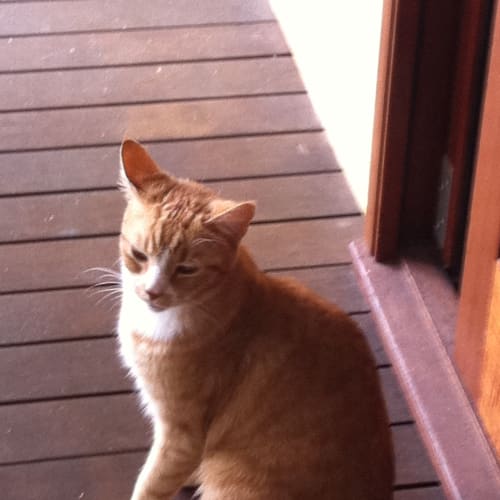 Polly Purr
