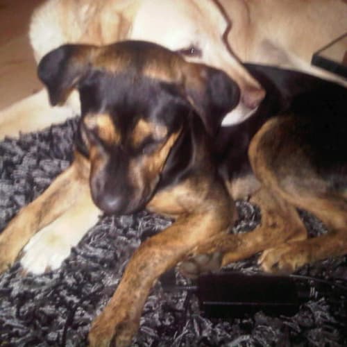 No photo for **Adoption Pending** Narla