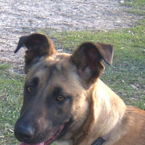 No photo for Sookie   Adoption Pending