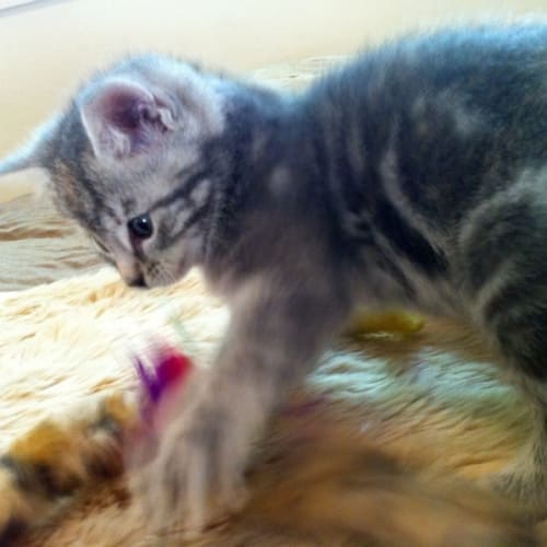 Mackenzie Pre-Adopted!