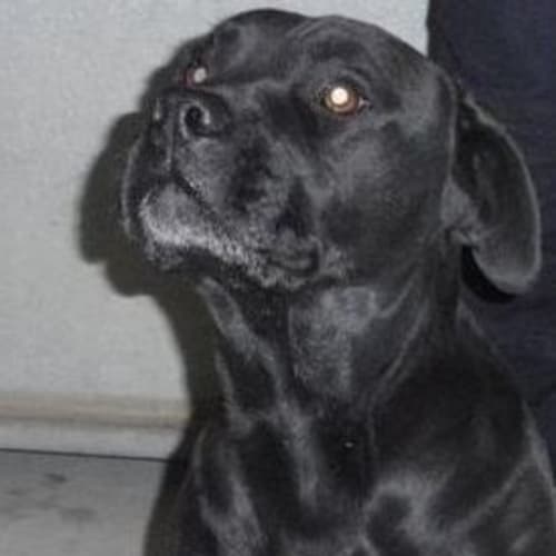 No photo for Ng 1176 Samson   Rehomed