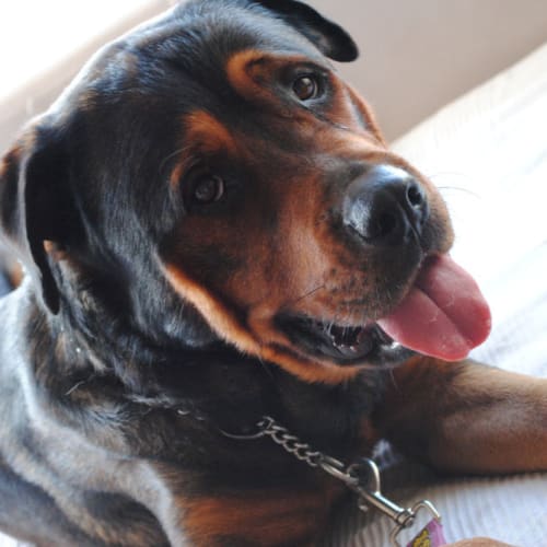 No photo for Mr. Wilson (Adopted Going On Trial)