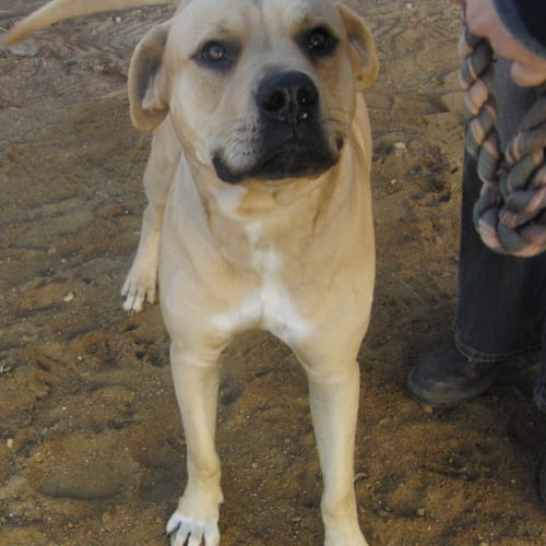 Rudy *Adoption Pending*