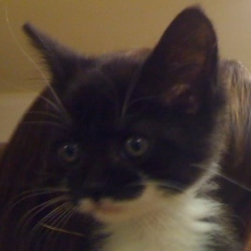 Squeak