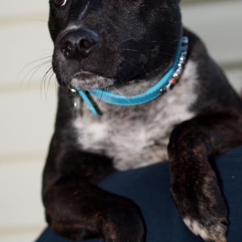 No photo for Tigger   Adopted!!! Good Luck Little Man!!