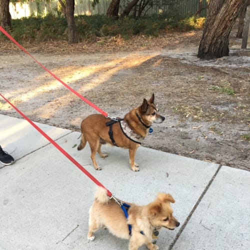 Woolly - Cat and dog friendly