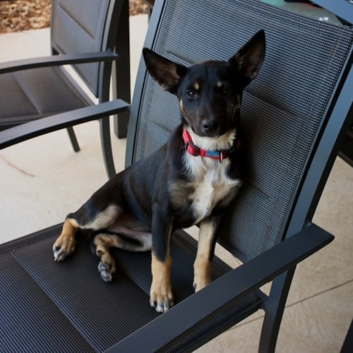 No photo for **Adoption Pending** Asher
