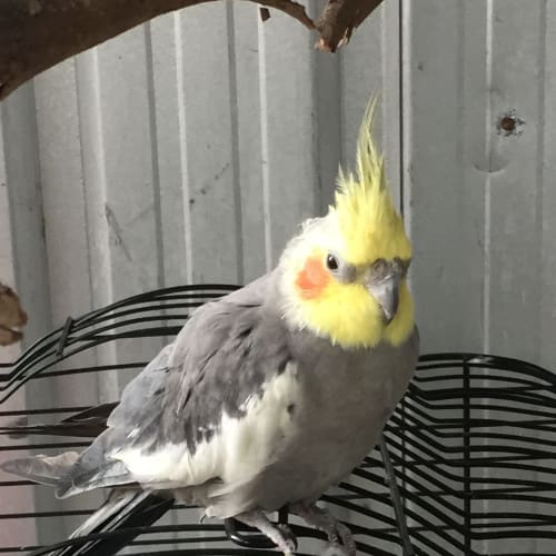 Fellow