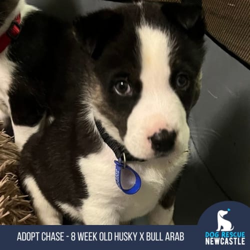 Chase - 8 Week Old Husky X Bull Arab (Trial)