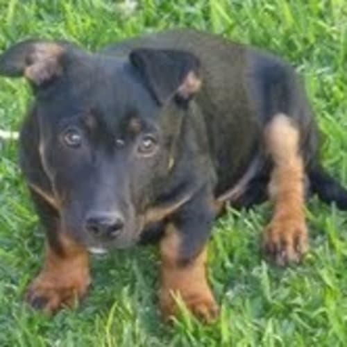 Brock **Adoption Pending**