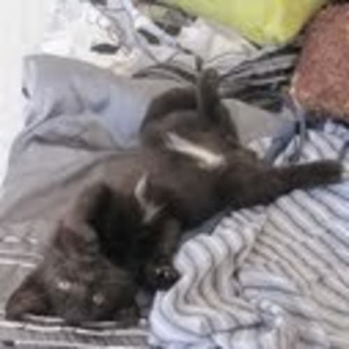 Cecil * Adoption Pending*