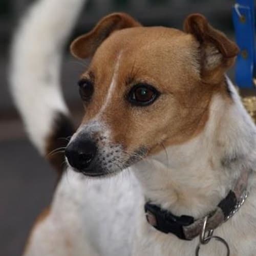No photo for Lily**Adoption Pending**