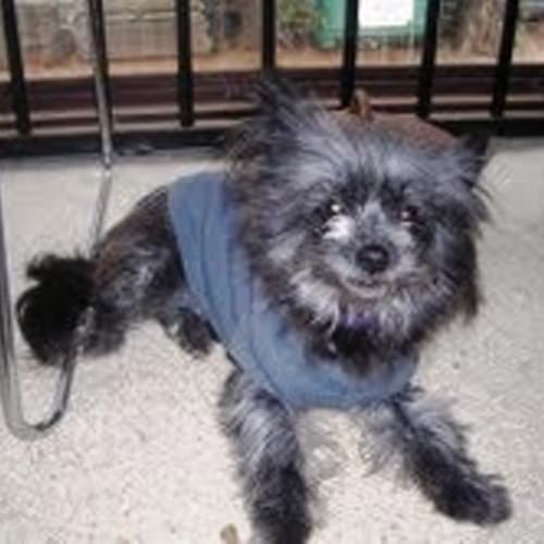 No photo for Chloe   Adoption Pending