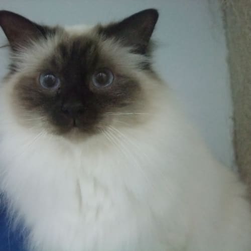 "Coco" C10746