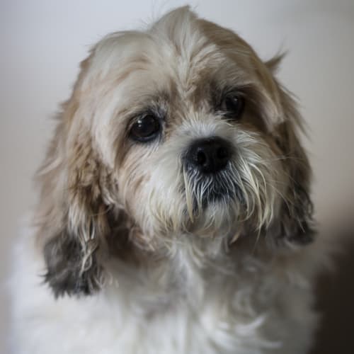 Lucy
