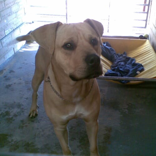 Rudy
