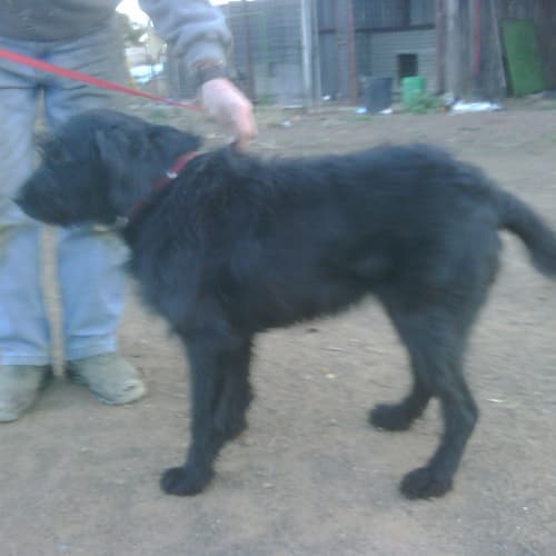 No photo for Pepper Has A New Home