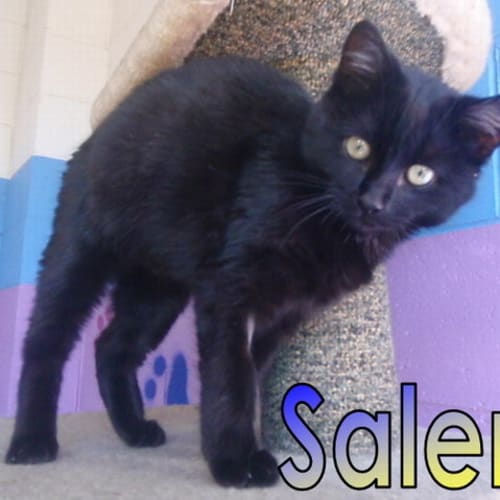 No photo for Salem