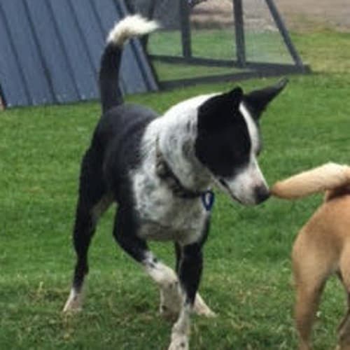Pippa ~ Border Collie x Kelpie (on trial 10/06/17)
