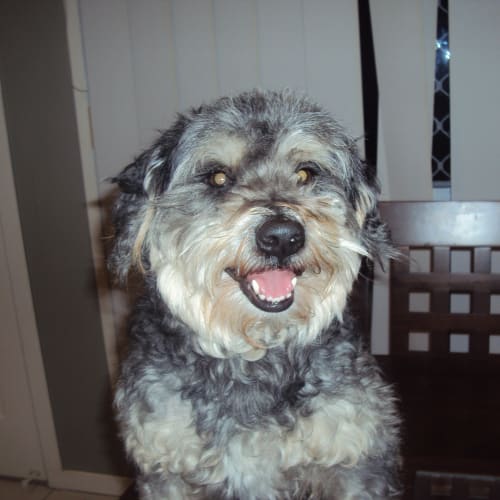 Buster