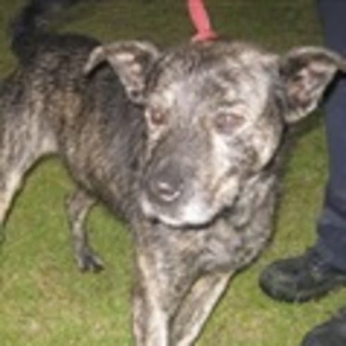 Urgent Foster Care Needed.