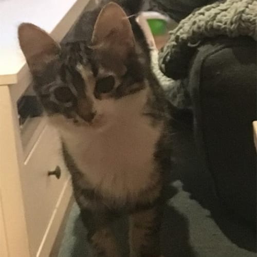Pippa (Located in St Kilda)