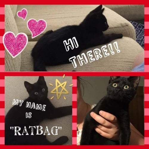 Ratbag