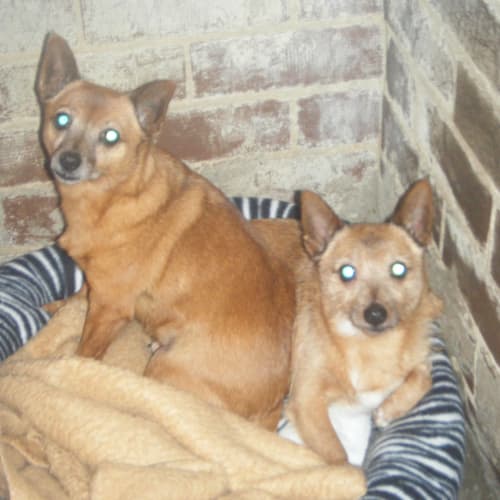 No photo for Sprocket & Pee Wee   Male & Female (Together)