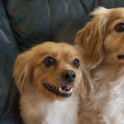 Benji & Sassi
