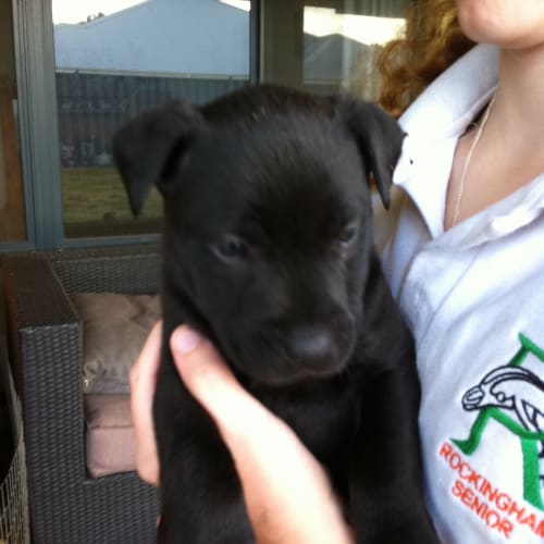 No photo for Av221 *Adoption Pending*