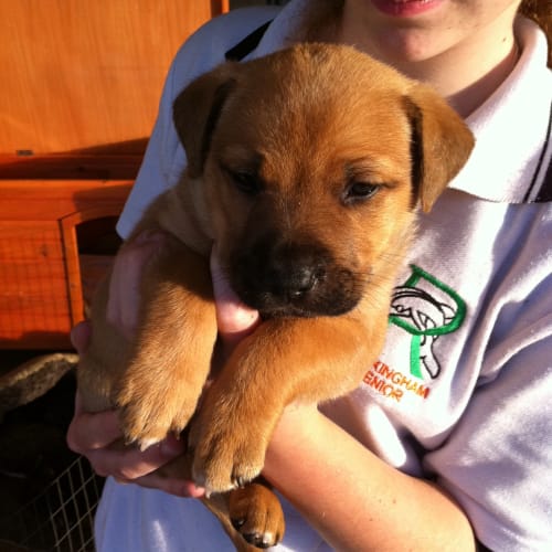 Av223 * Adoption Pending *