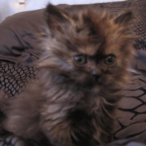 No photo for Lolita (8 Week Darling) Deposit Taken